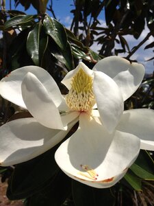 Magnolia blossom awakening plant
