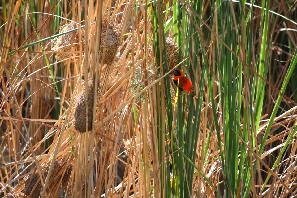 Animal south africa northern cape