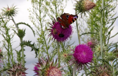 Thistle butterfly insect