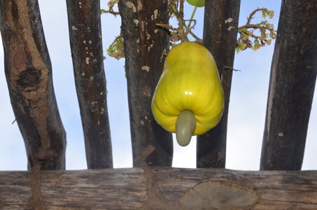 Cashew kernels fruit tropical