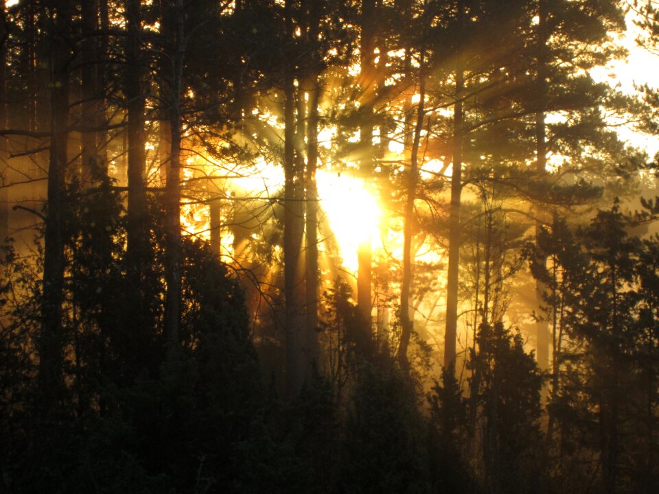 Forest autumn nature photo