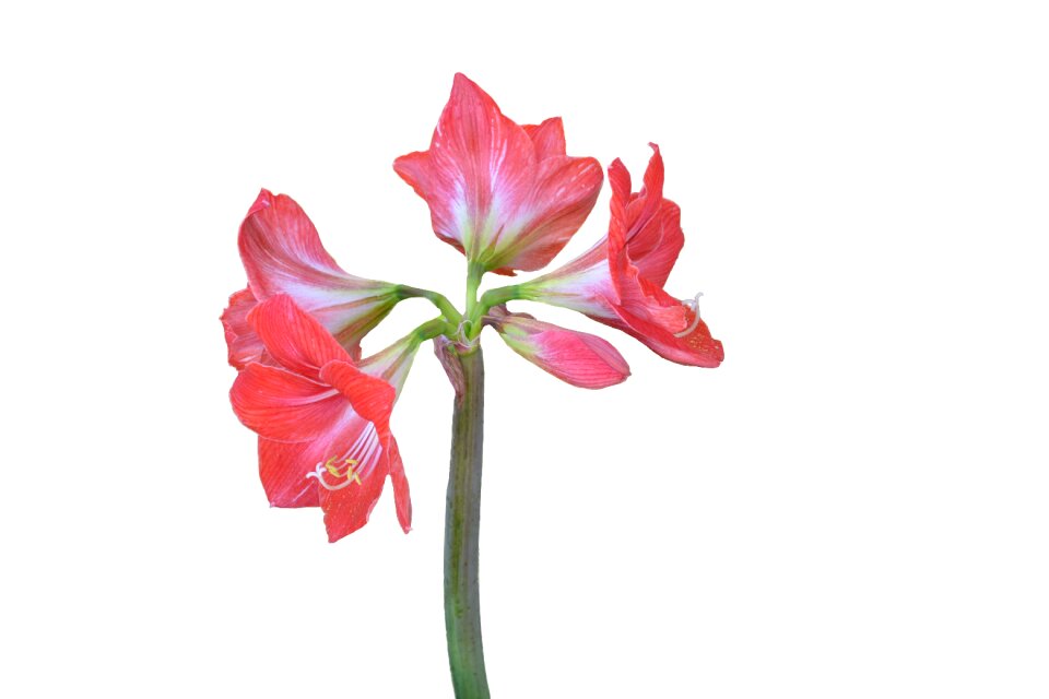 Red flowers flora