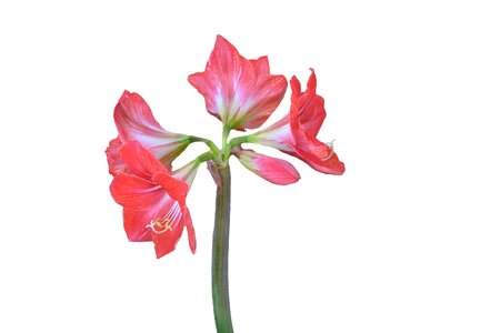 Red flowers flora
