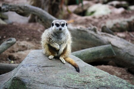 Suricata suricatta zoo animal