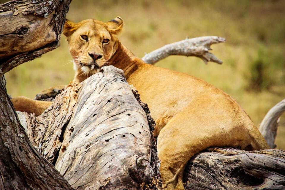 Tanzania serengeti safari