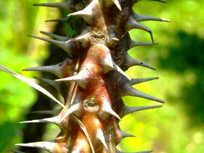 Plants flowers ephorbia