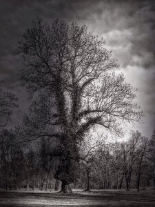 Dark branches atmosphere