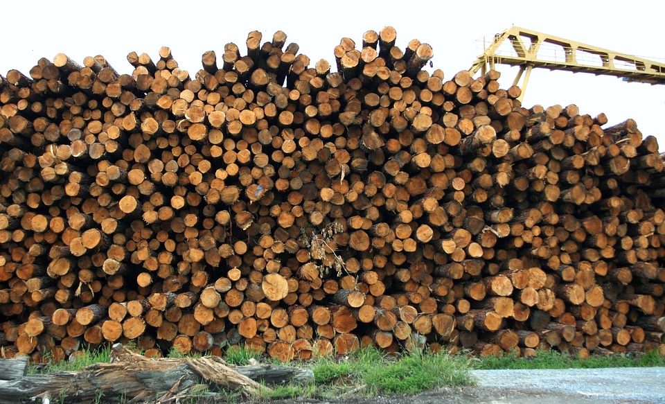 Timber pile material
