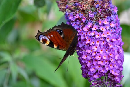 Drinking nectar european buddlehia