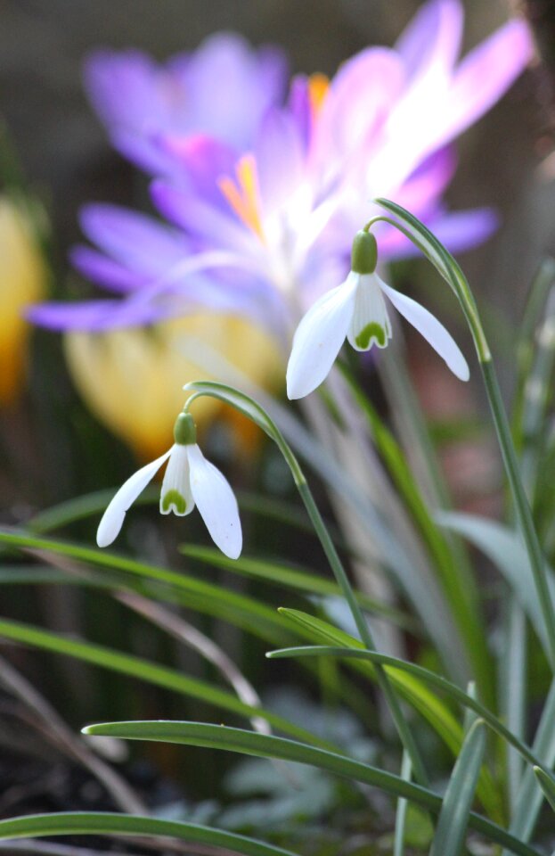 Flower white bloom photo