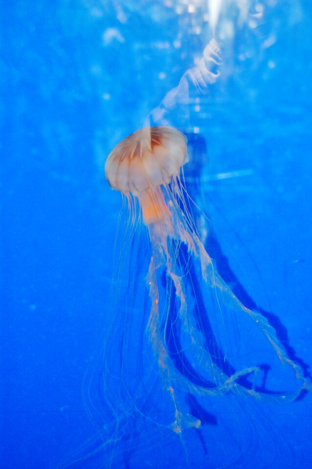 Swimming creature sea life