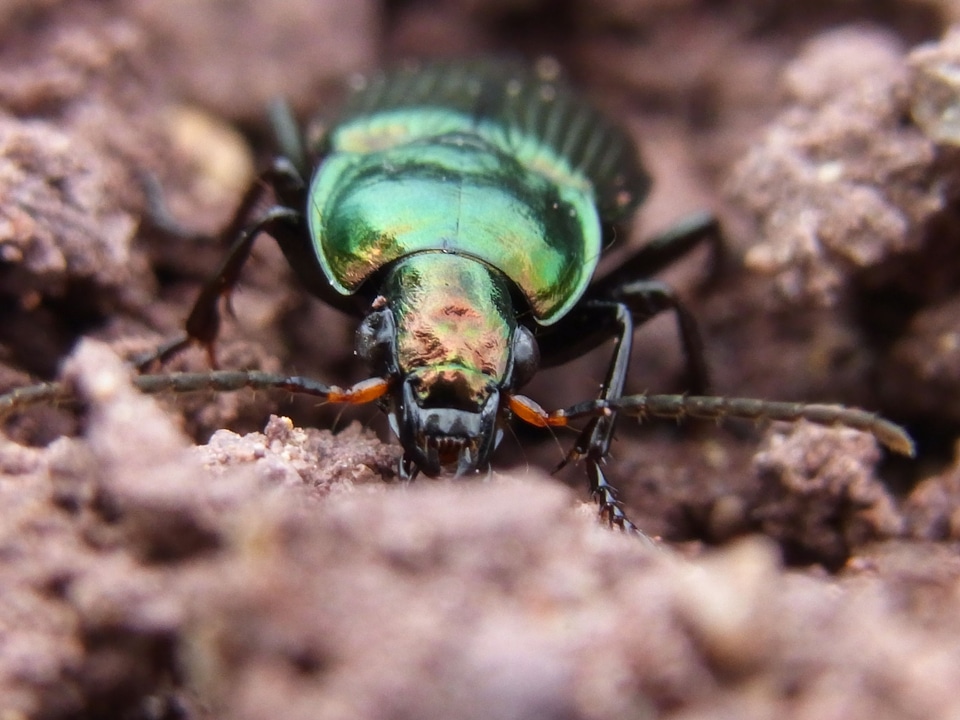 Insect nature forest