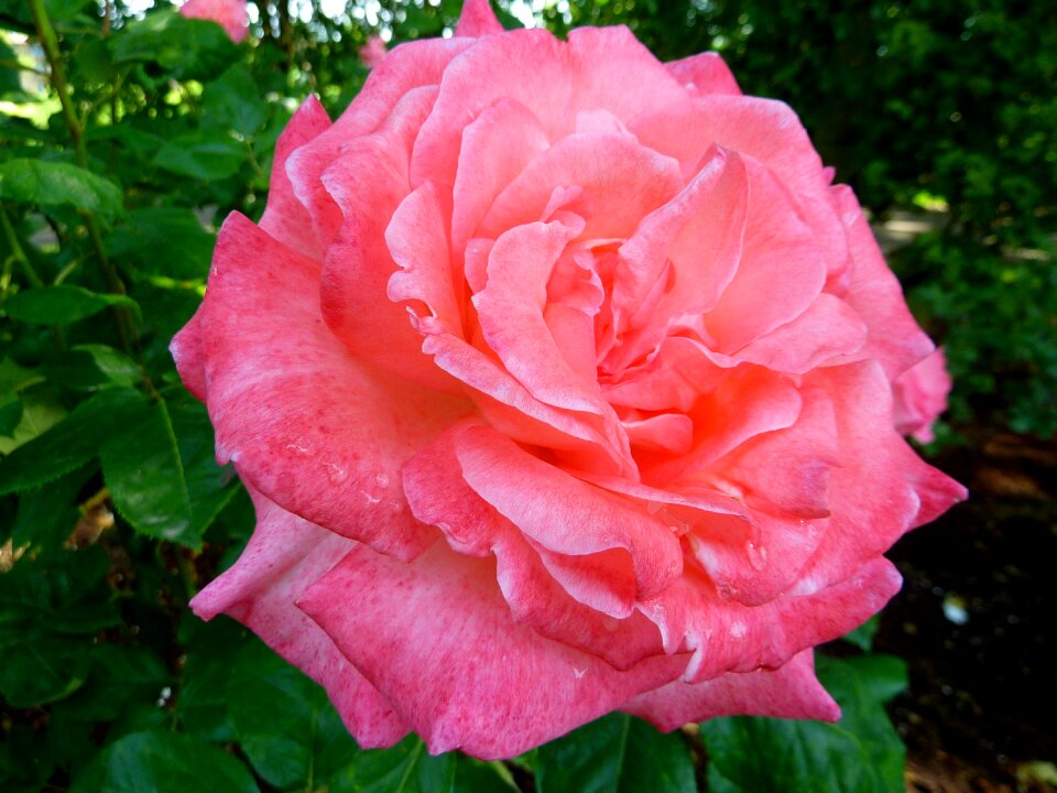 Nature pink fragrance