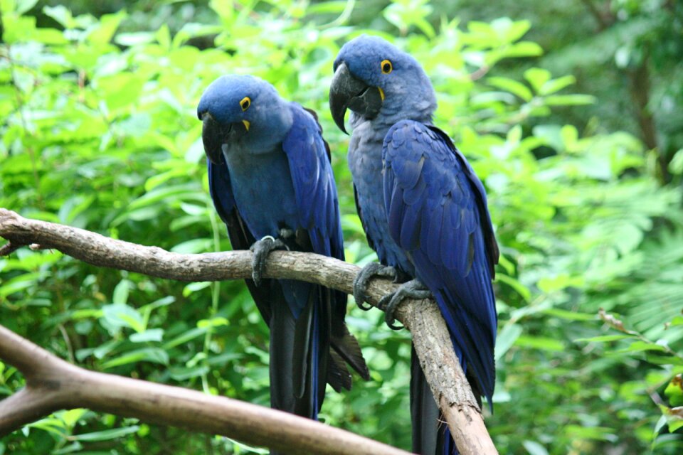 Exotic zoo animals