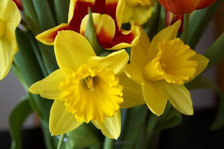 Signs of spring bouquet daffodils photo