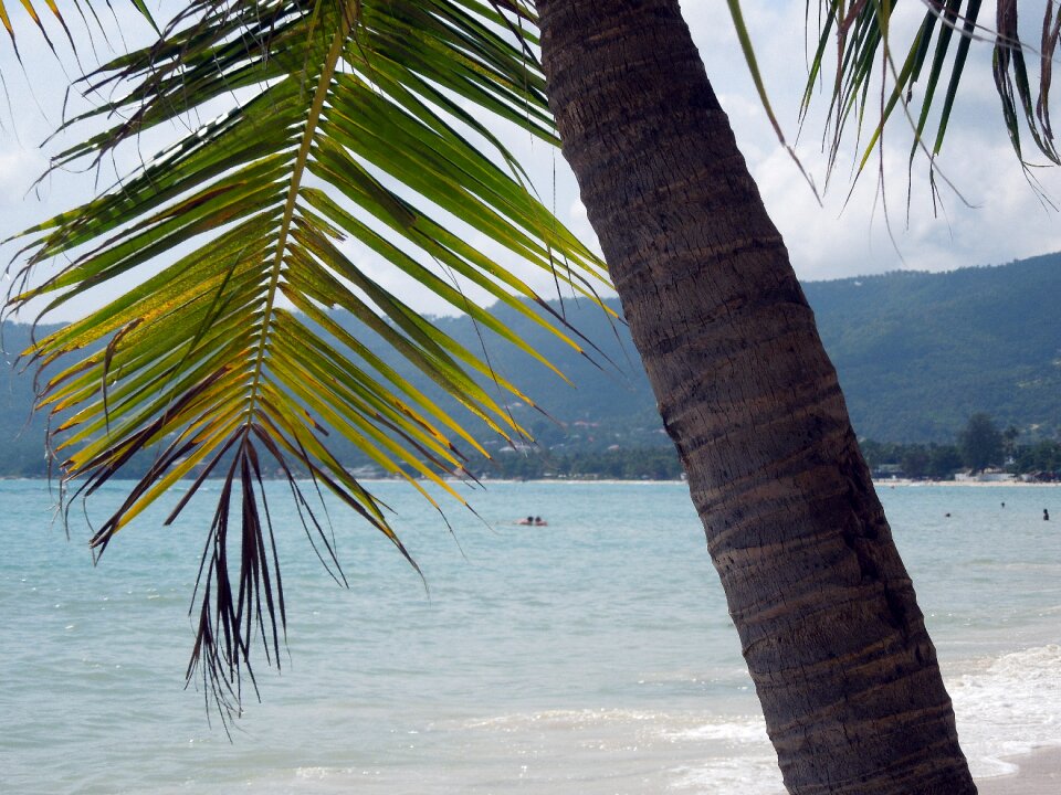 Palm koh samui chaweng