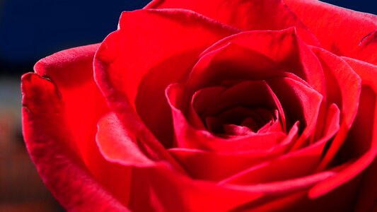 Red rose flower petals