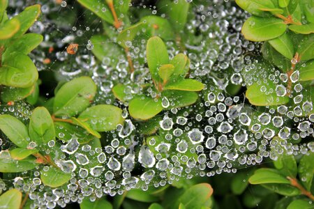 Dew dewdrop drop of water