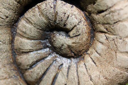 Fossil petrified spiral photo