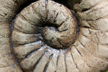 Fossil petrified spiral