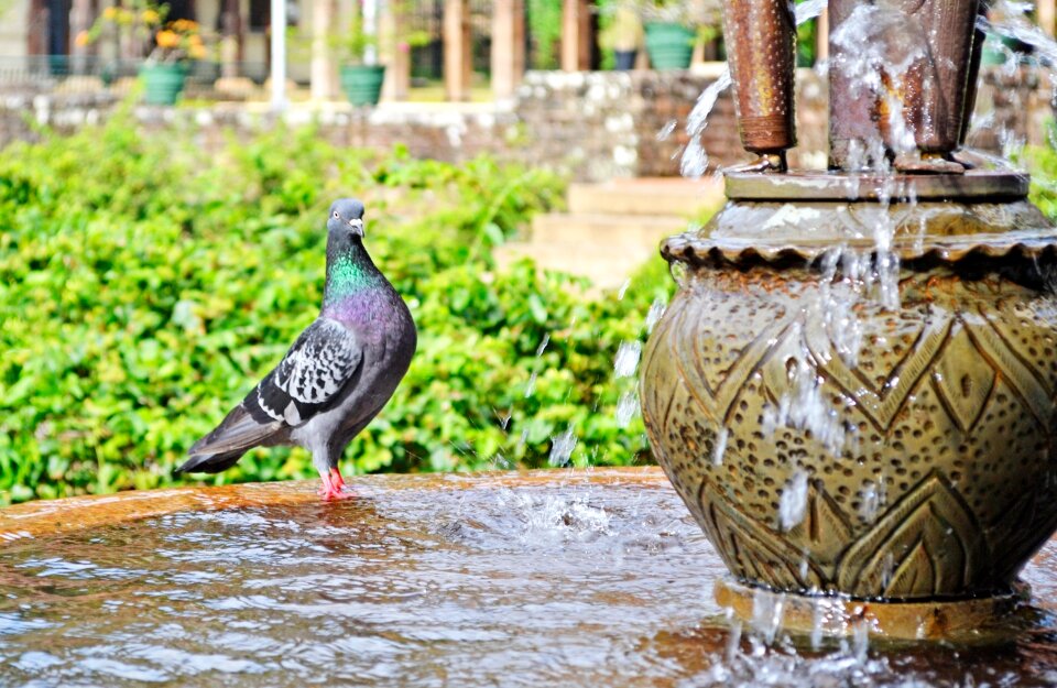 Bird fountain palace