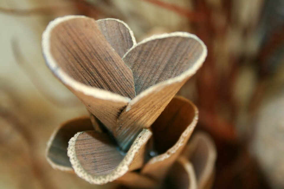 Wood brown close up