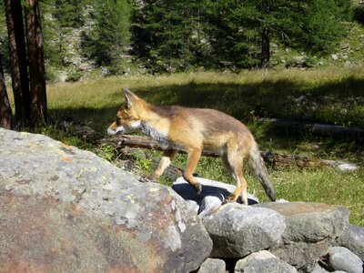 Fox animals canids
