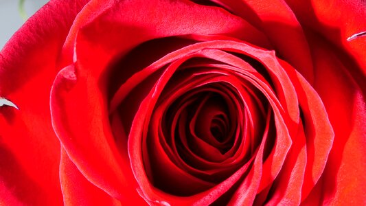 Red rose flower petals photo