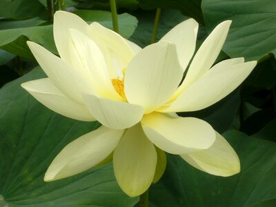 Flower water lilies petals photo