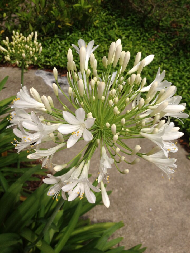Florida flora flowers