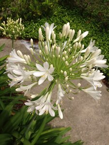 Florida flora flowers