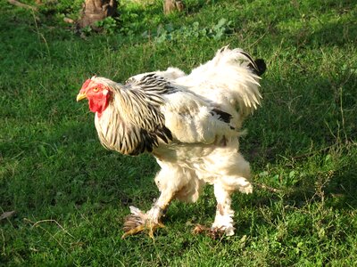 Farm animals poultry photo