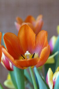 Bouquet tulips bloom photo