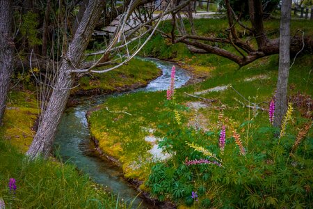 Nature beautiful summer
