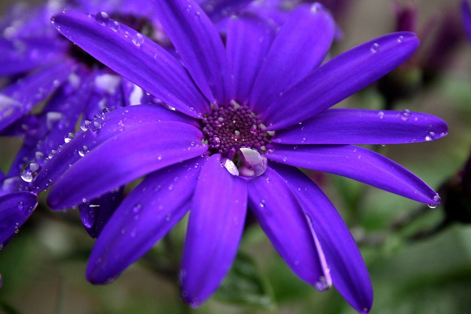 Flora dewdrops bloom photo