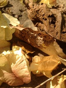 Plant the leaves dead leaves photo