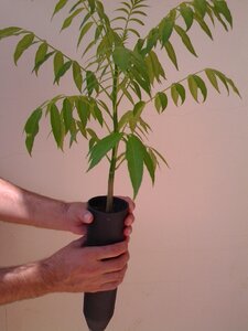 Seedlings plants trees