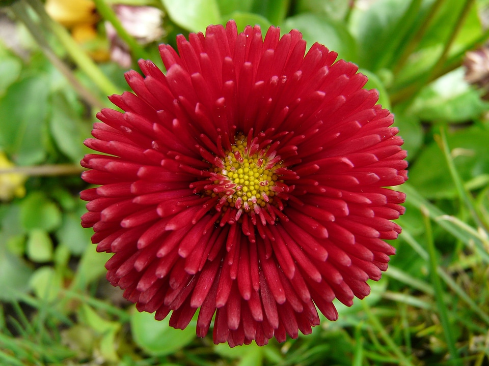 Close up plant rob roy