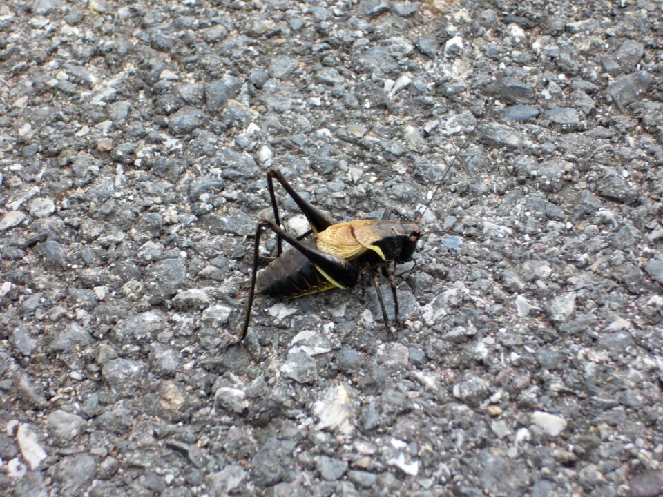 Grillo insects animals