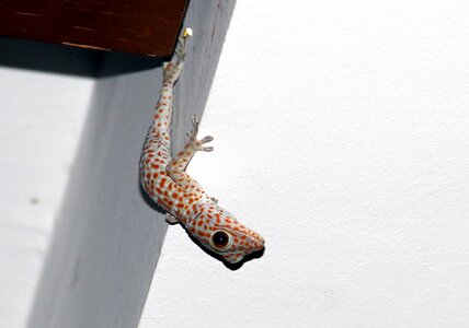 Asia reptile tokhe