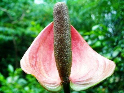 Flowers anthurium crystallinum red
