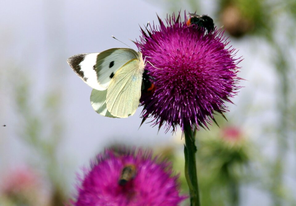 Butterfly blossom bloom