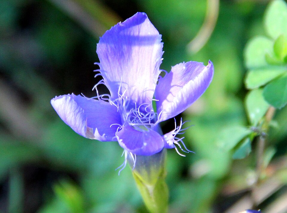Wild flower gentian purple
