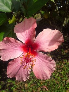 Flowers vegetation nature