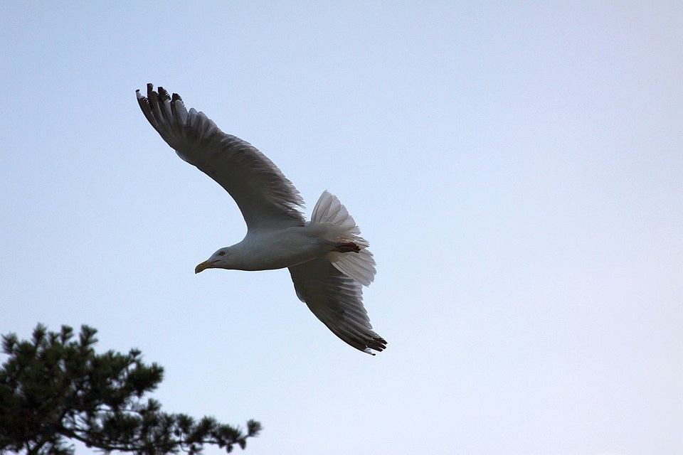 Flying gull flying bird bird in flight