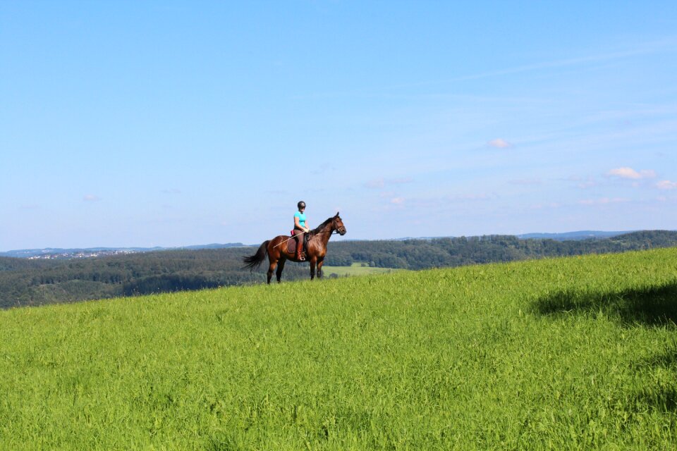 Nature horse landscape