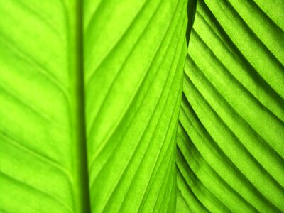 Green plant fibres frame