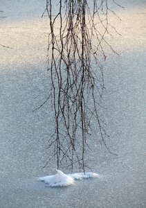 Tree snow frozen