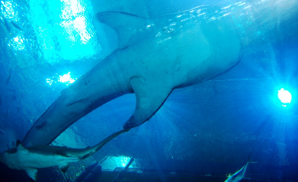 Sea animal underwater