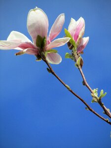 Magnolia pink flowers photo